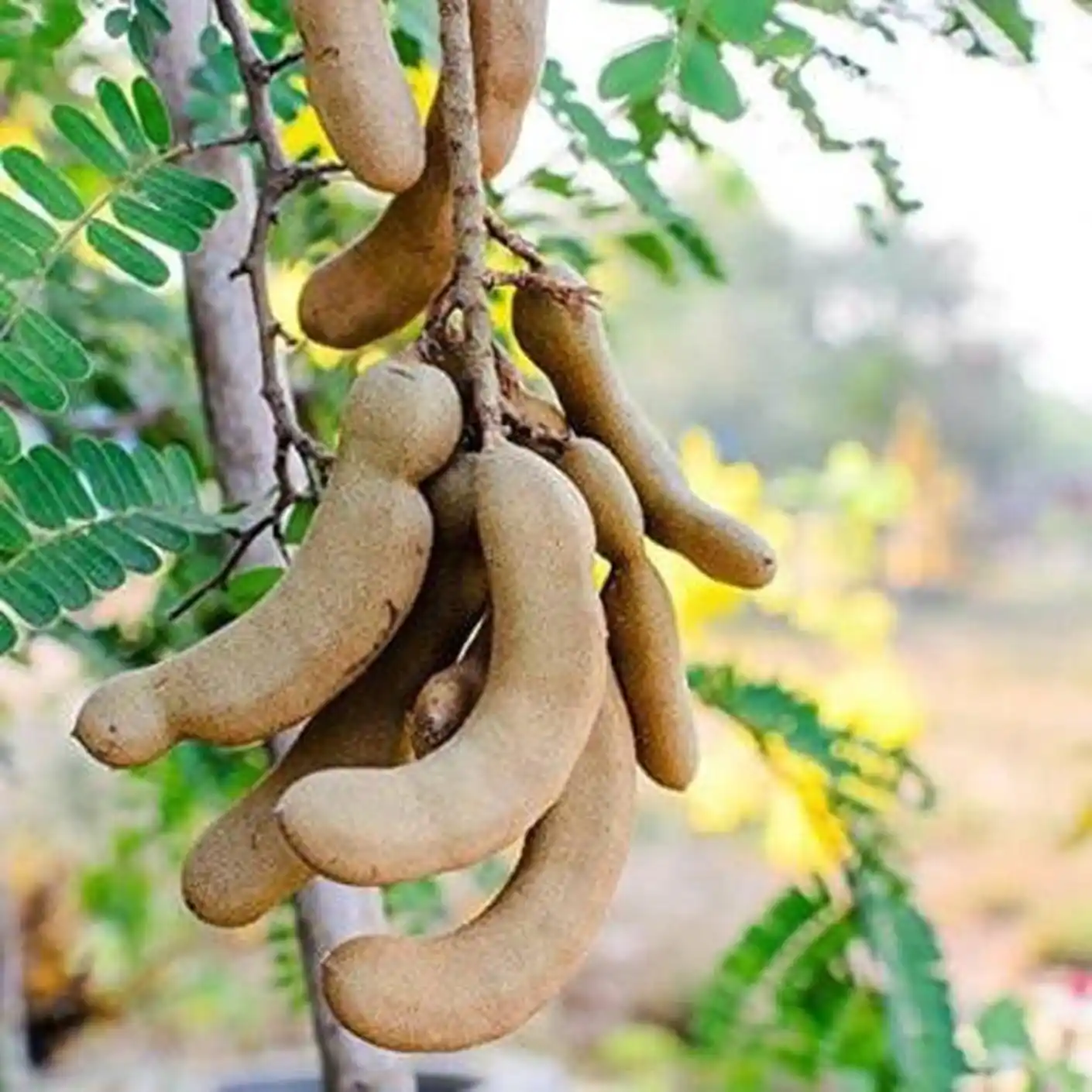 Sweet Tamarind Plant